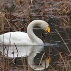 Singschwan (Cygnus cygnus)