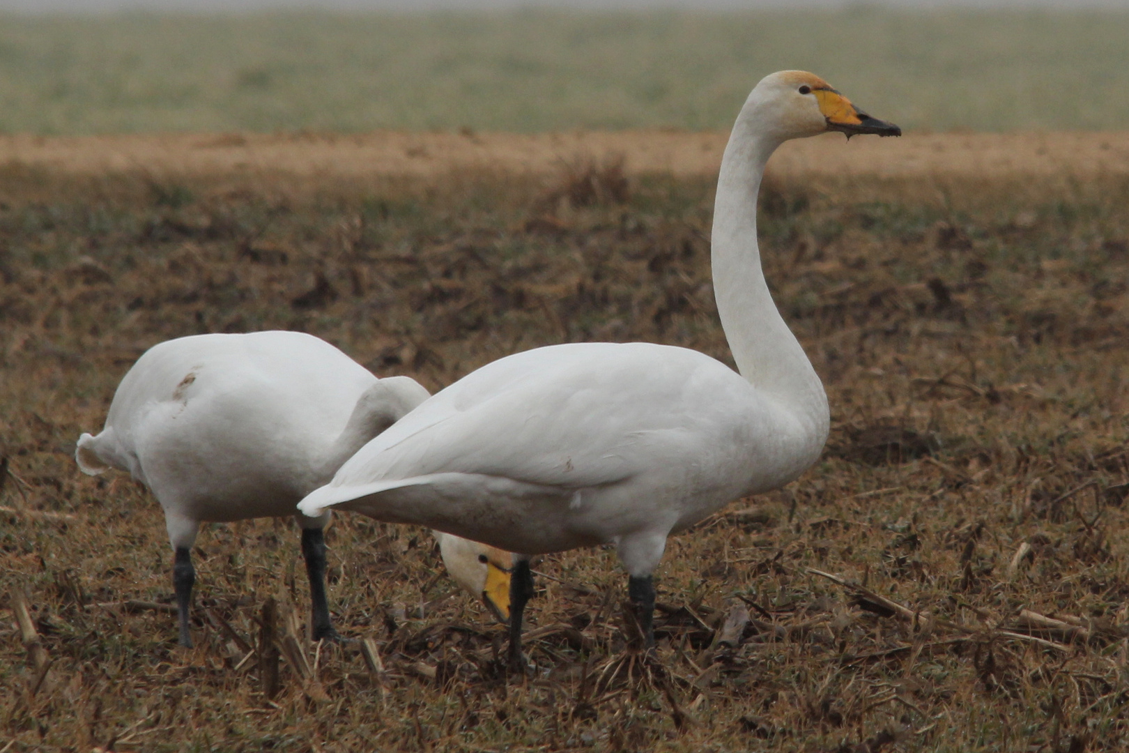 Singschwan (Cygnus cygnus)