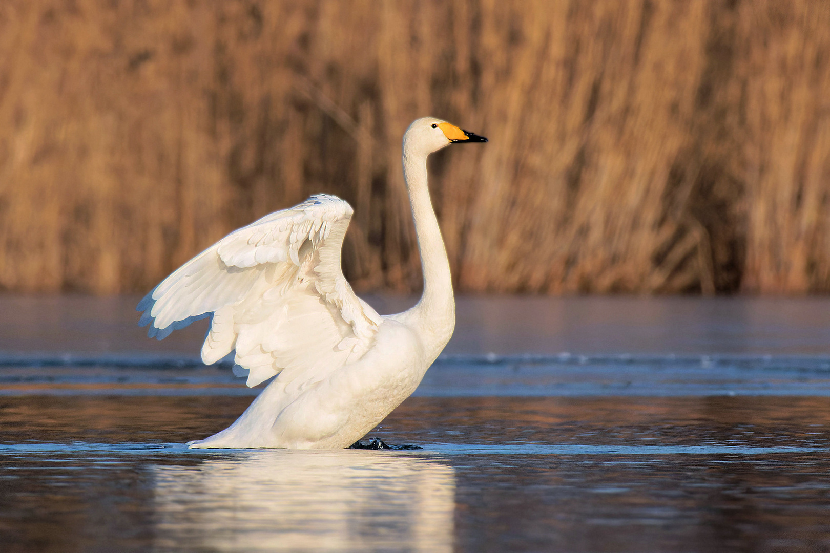 Singschwan (Cygnus cygnus) , Gefiederpflege