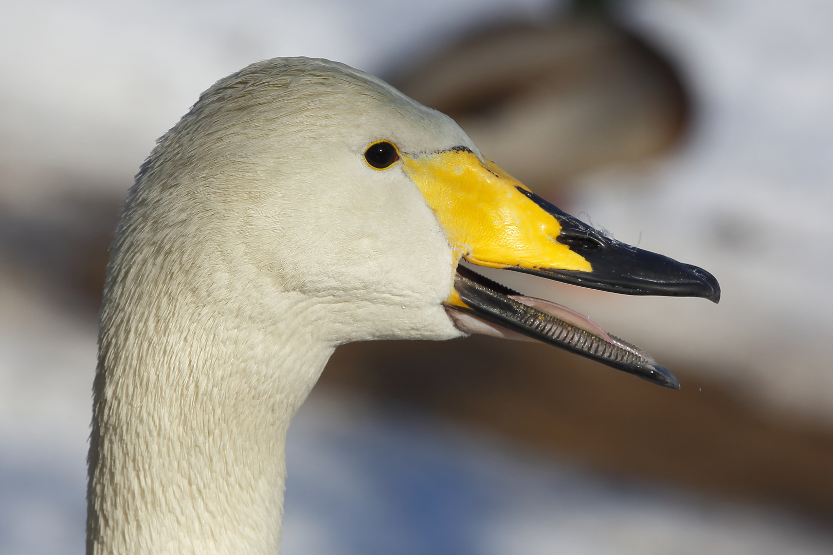 Singschwan (Cygnus cygnus) (IV)