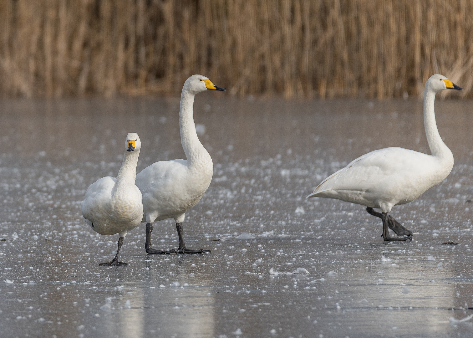 Singschwan (Cygnus cygnus) & Zwergschwan (Cygnus bewickii) 