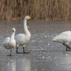 Singschwan (Cygnus cygnus) & Zwergschwan (Cygnus bewickii) 