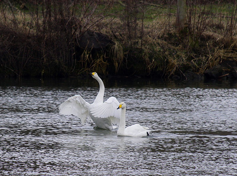 Singschwan dirigierend