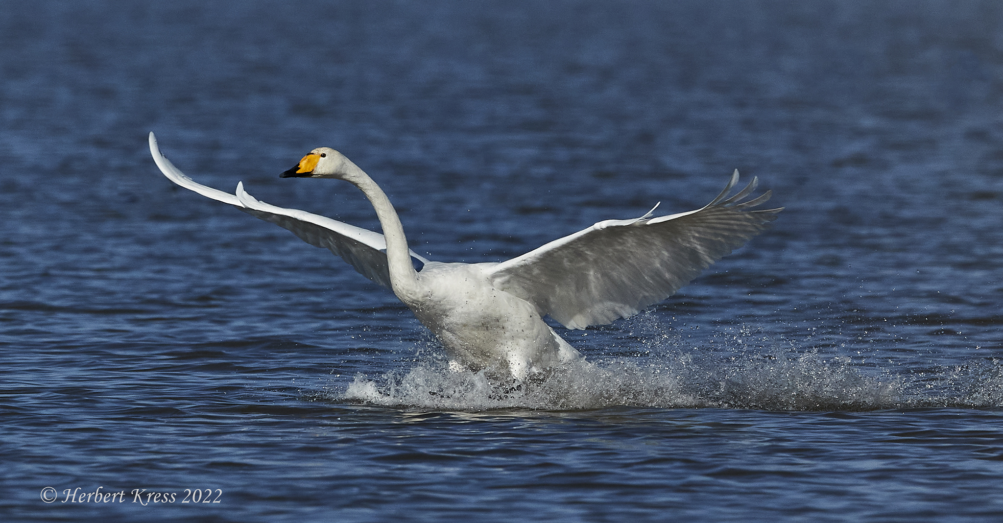 Singschwan