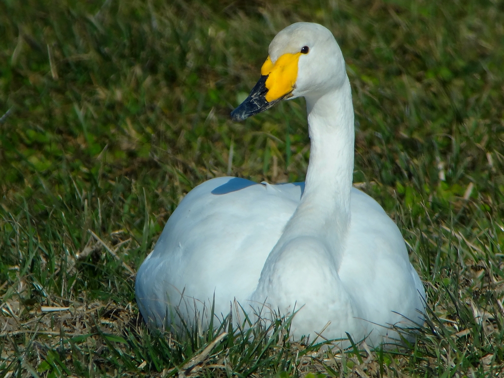 Singschwan