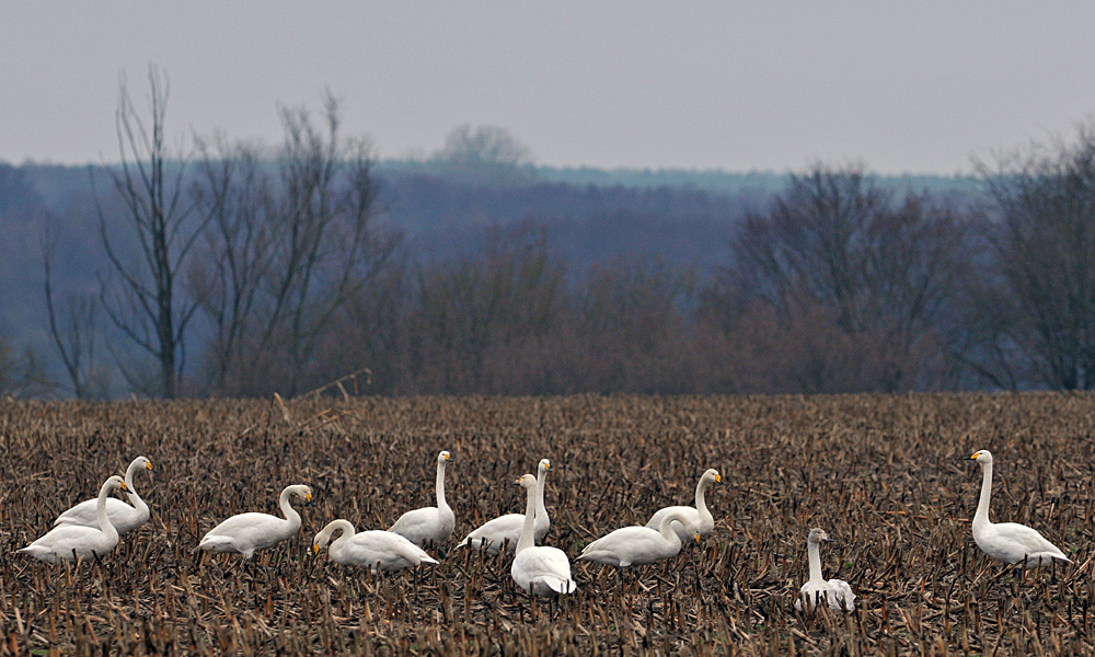 Singschwan - Elfer