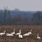 Singschwan - Elfer