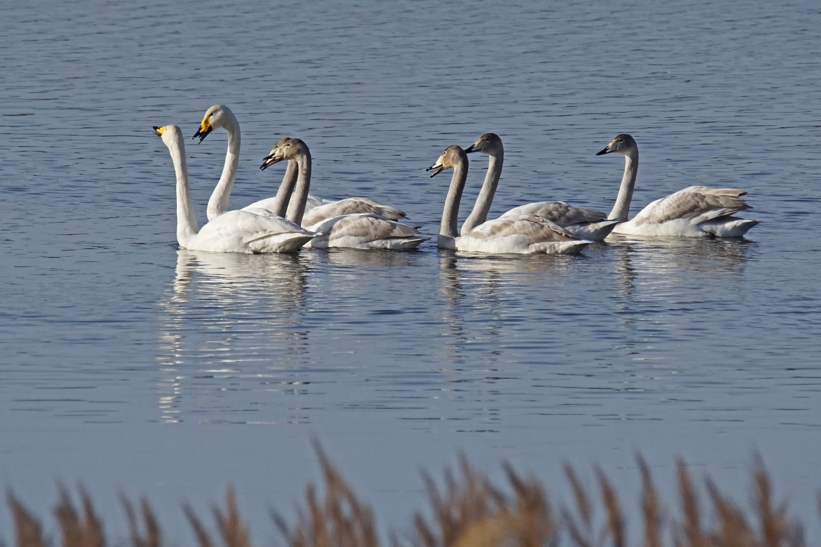 Singschwan-Familie