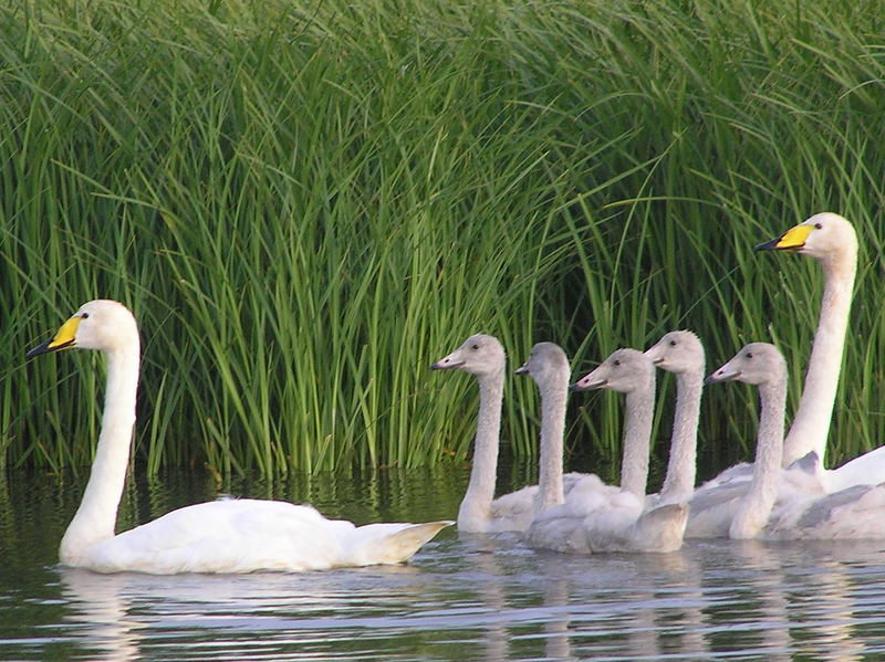 Singschwan Familie