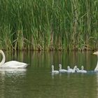 Singschwan-Familie