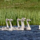 Singschwan-Familie