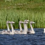 Singschwan-Familie