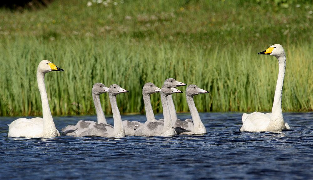 Singschwan-Familie