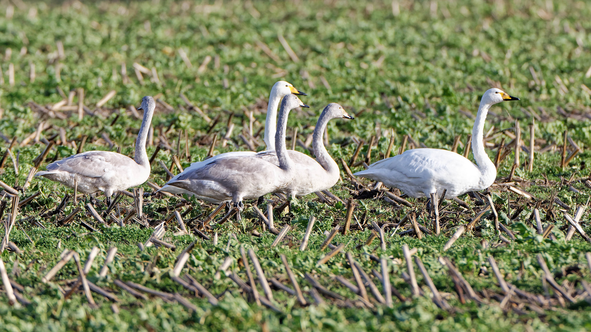 Singschwan Familie, entdeckt in NL mit Stephan 