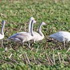 Singschwan Familie, entdeckt in NL mit Stephan 