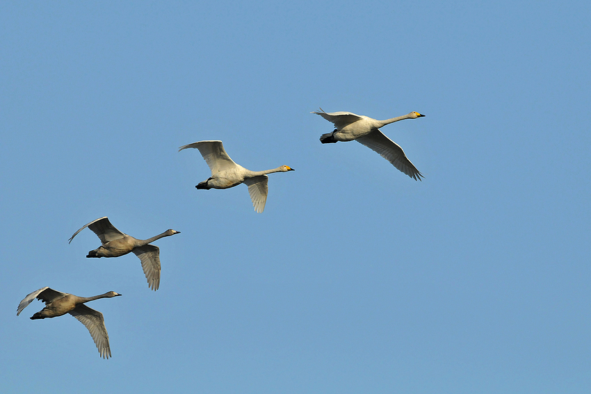 Singschwan-Familie im Flug