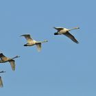 Singschwan-Familie im Flug