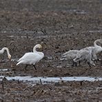 Singschwan-Familie - Maismatschknabbern