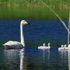 Singschwan Family in Finnland