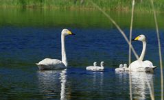 Singschwan Family in Finnland