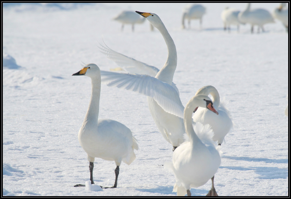 Singschwan