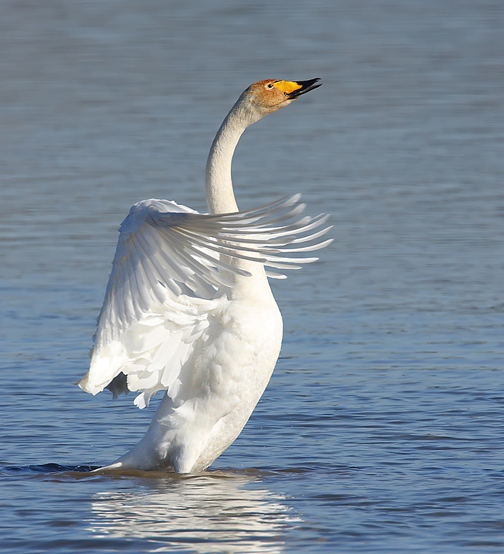 Singschwan