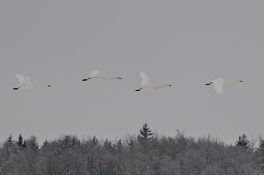 Singschwan-Flug-Linie