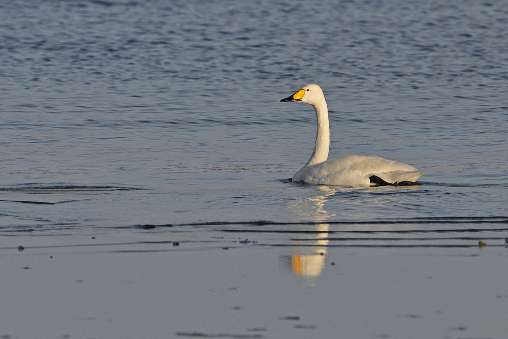 Singschwan - (Frei-) Schwimmen