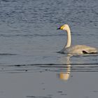 Singschwan - (Frei-) Schwimmen