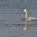 Singschwan - (Frei-) Schwimmen