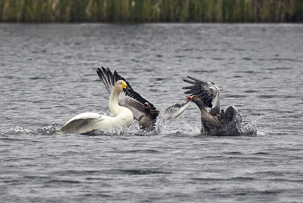 Singschwan-gegen-graugans