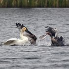 Singschwan-gegen-graugans