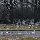 Singschwan-, Graugans- und Stockenten - Wasser