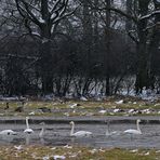 Singschwan-, Graugans- und Stockenten - Wasser