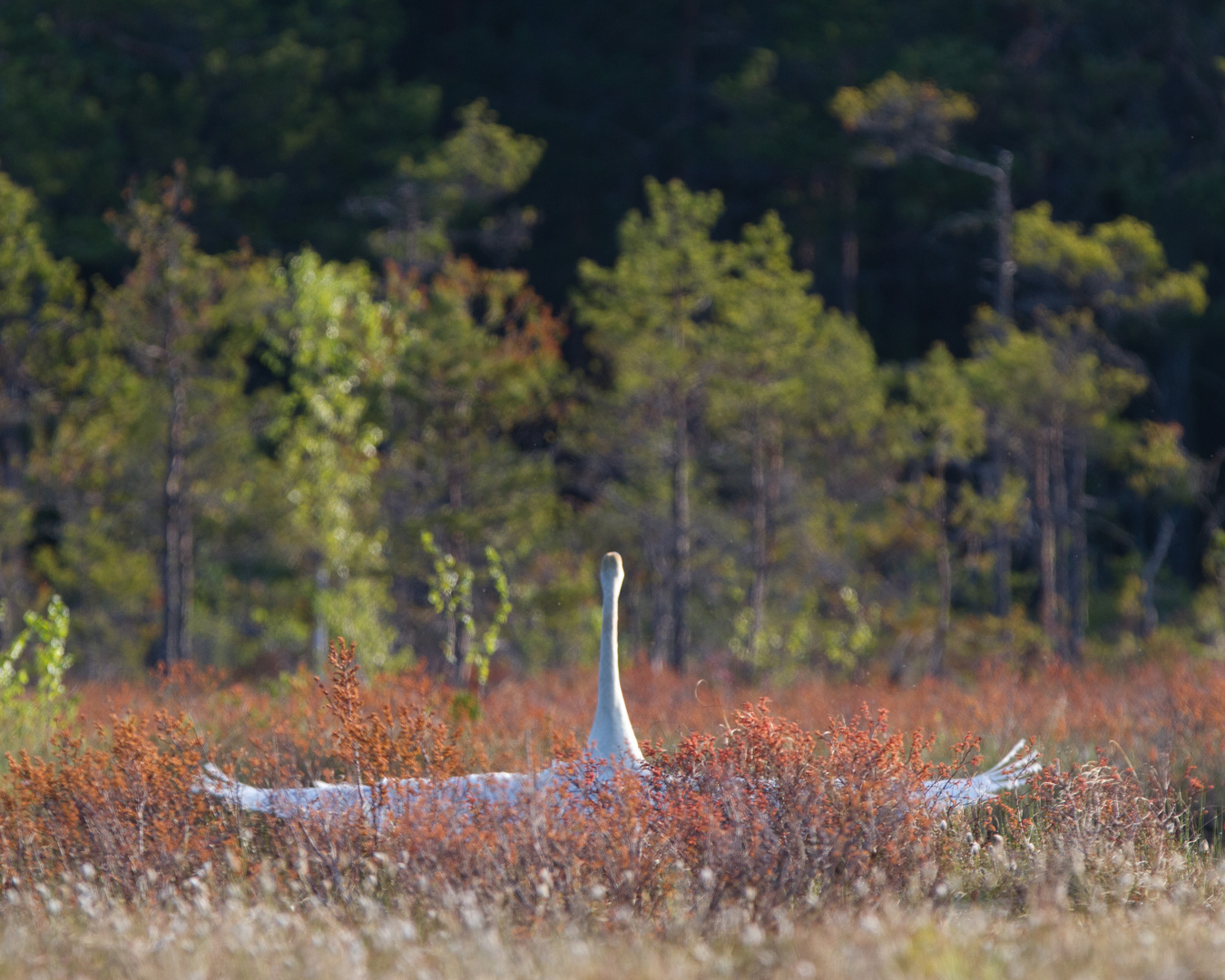 Singschwan Grundsjömossarna I