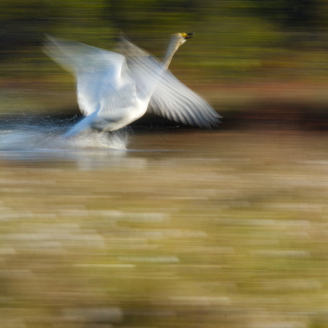 Singschwan Grundsjömossarna II