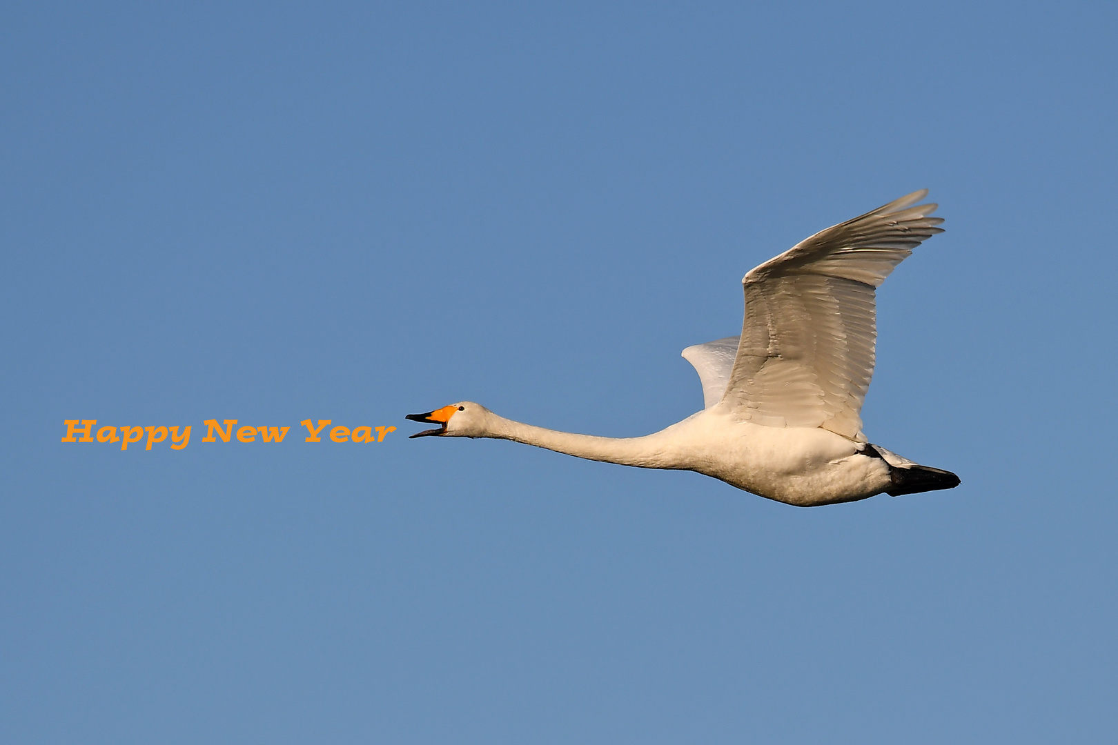 Singschwan im Flug