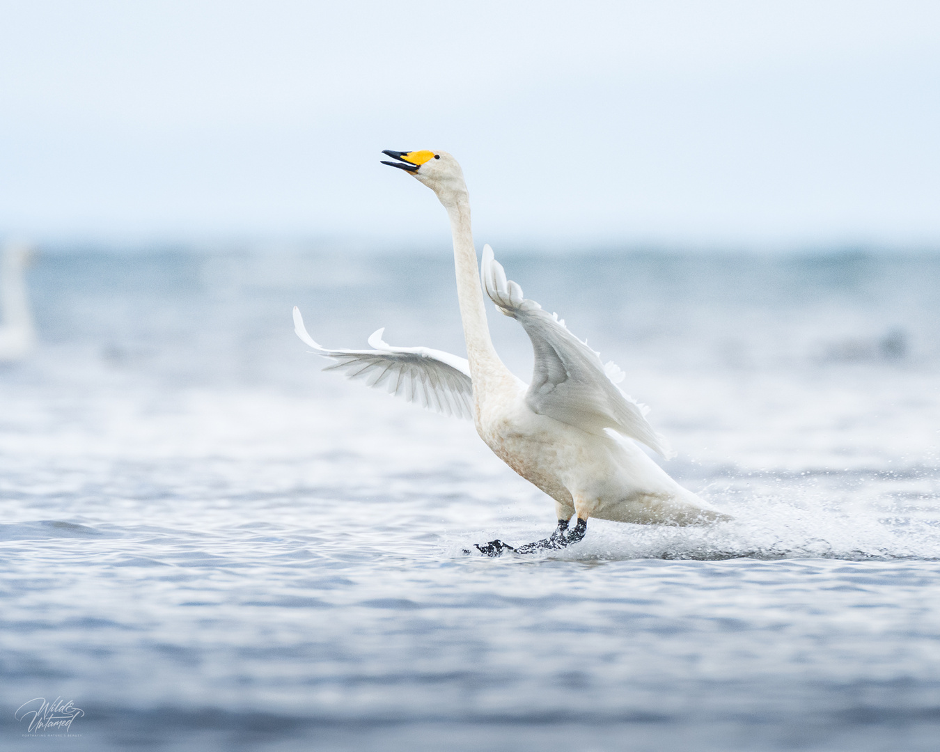 Singschwan im Landeanflug