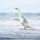 Singschwan im Landeanflug