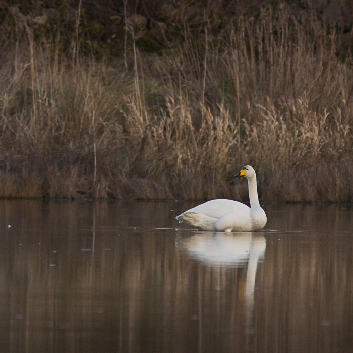 Singschwan im letzten Licht