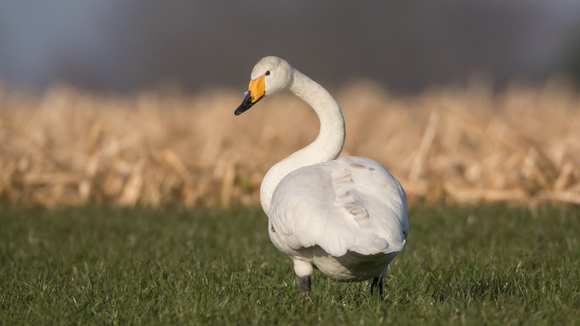 Singschwan im Netteland