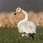 Singschwan im Netteland