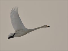 Singschwan im Vorbeiflug