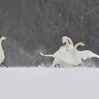 Singschwan-Keilerei