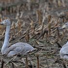 Singschwan - Kinder ohne Eltern 01