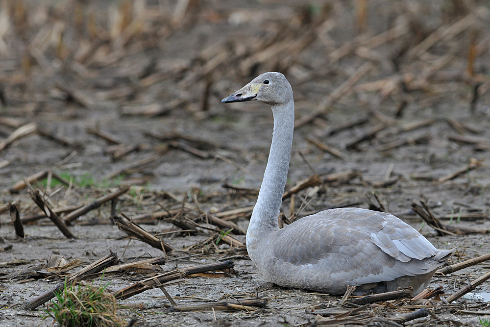 Singschwan - Kinder ohne Eltern 02