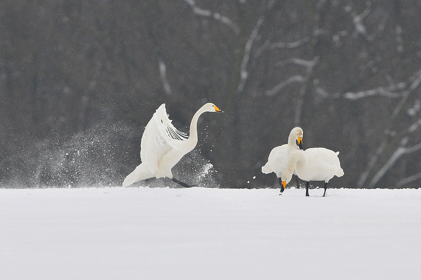 Singschwan – Landung: Quiiiietsch