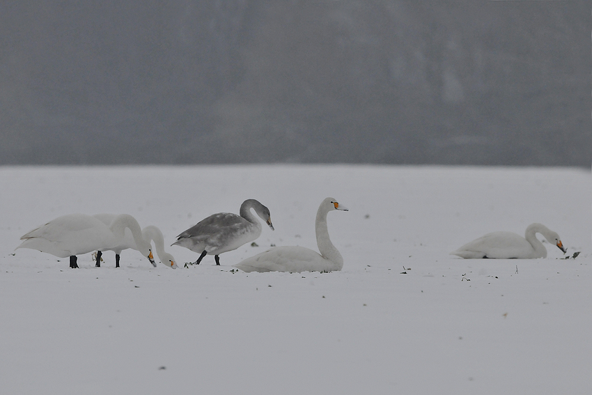 Singschwan-Mahlzeit