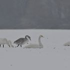 Singschwan-Mahlzeit