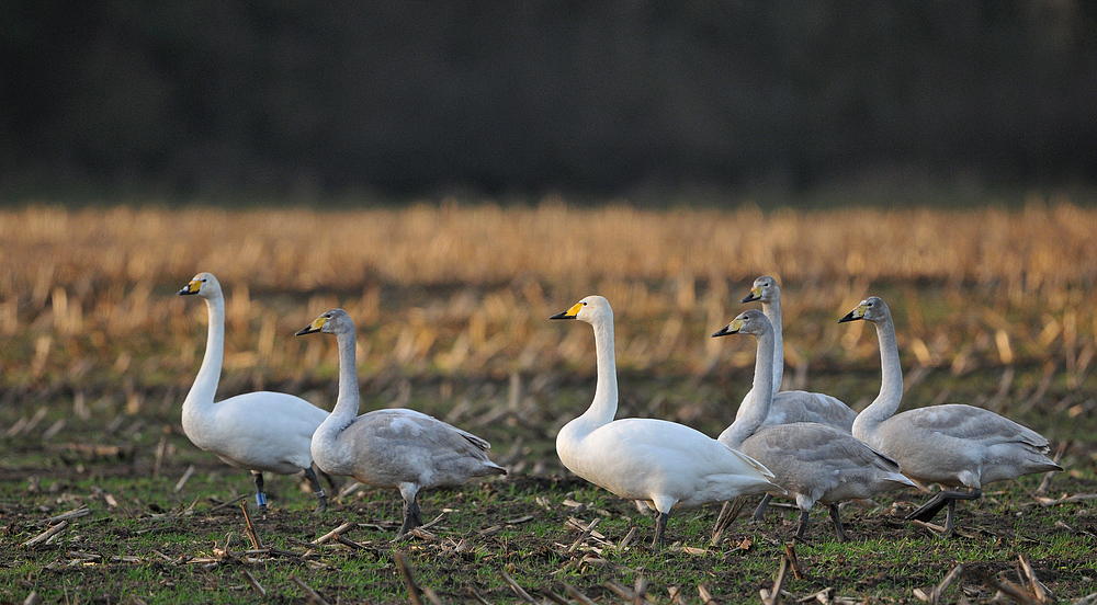 Singschwan – Marsch